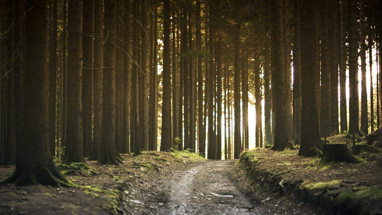 Sunlight falling on a woodland path